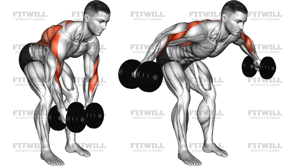 Dumbbell Rear Delt Fly And Row