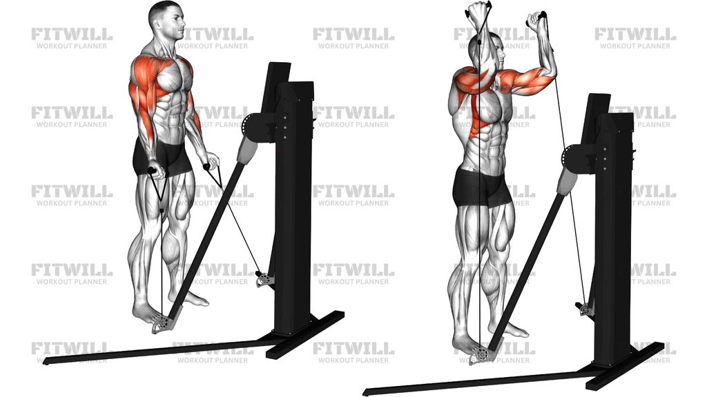 Stående Bicepscurl Med Kabel Til Arnoldpress