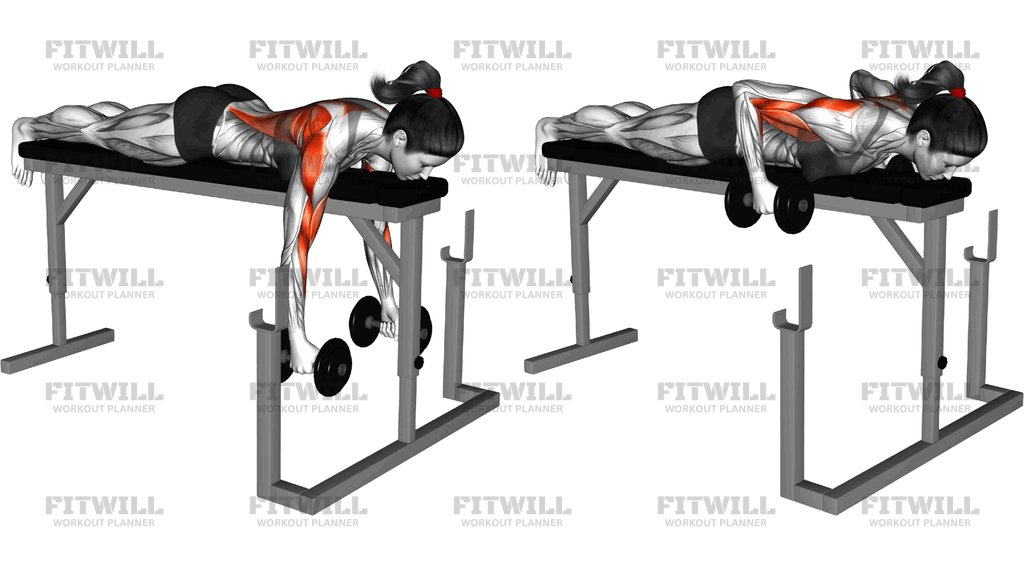 Dumbbell Lying Neutral Grip Row On Rack