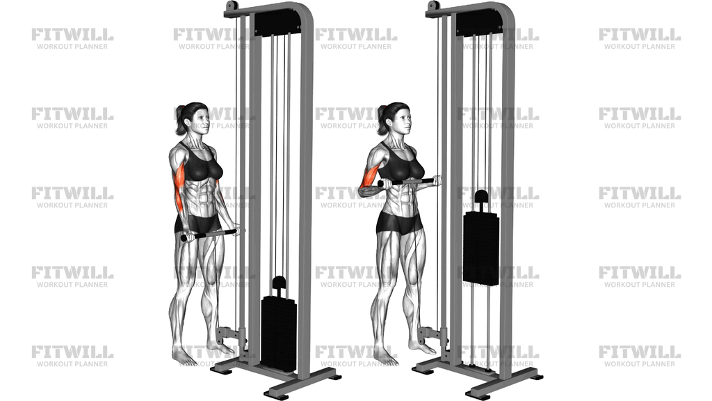 Cable Drag Curl