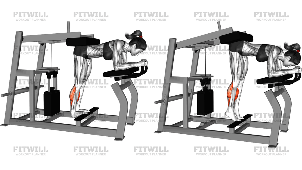 Lever Donkey Calf Raise