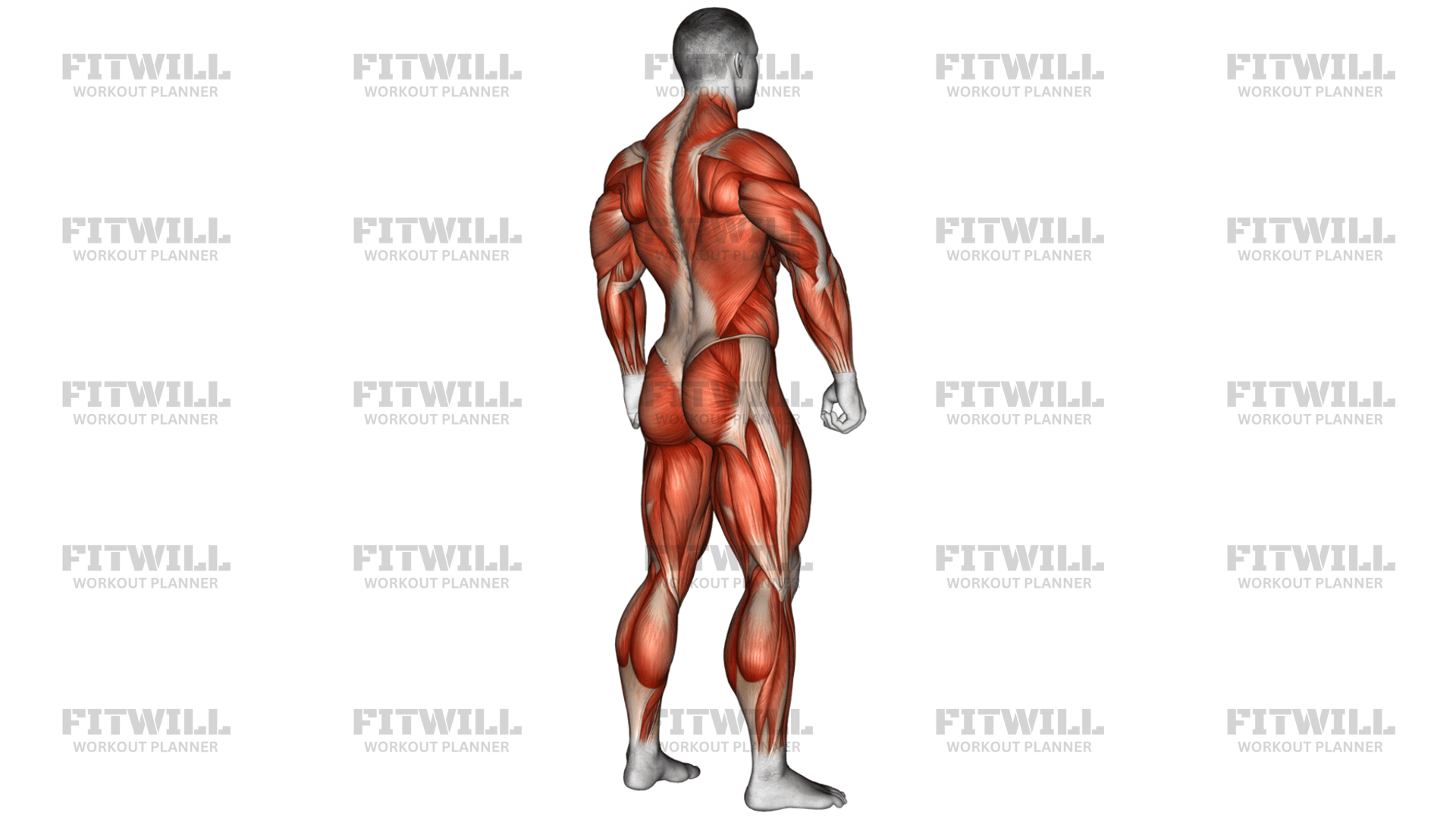 Body Muscle Side Back View: Exercise Guide, Techniques, Benefits, How ...