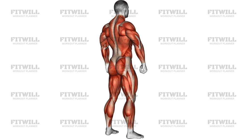 Body Muscle Side Back View