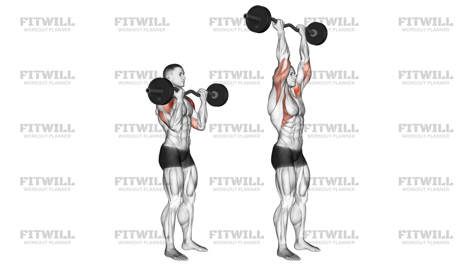 EZ Bar Standing Overhead Press Exercise Guide Techniques Benefits How to Muscles Worked Tips Tricks Fitwill