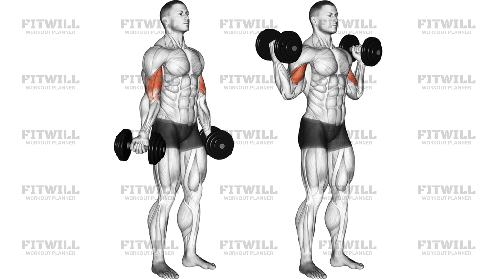 Dumbbell Standing Inner Biceps Curl