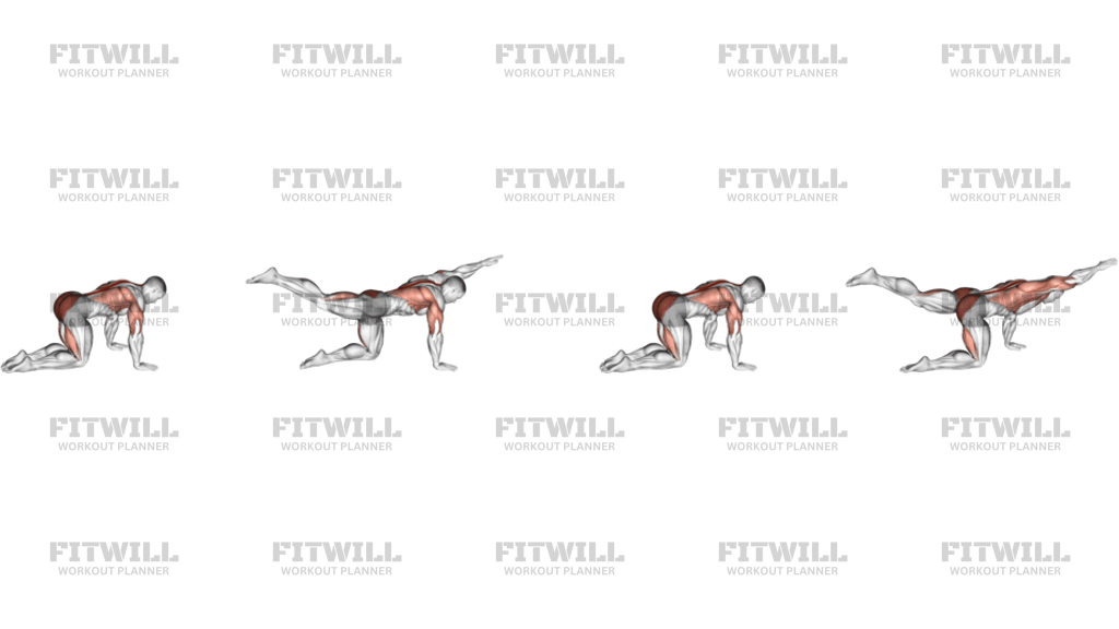 Bird Dog