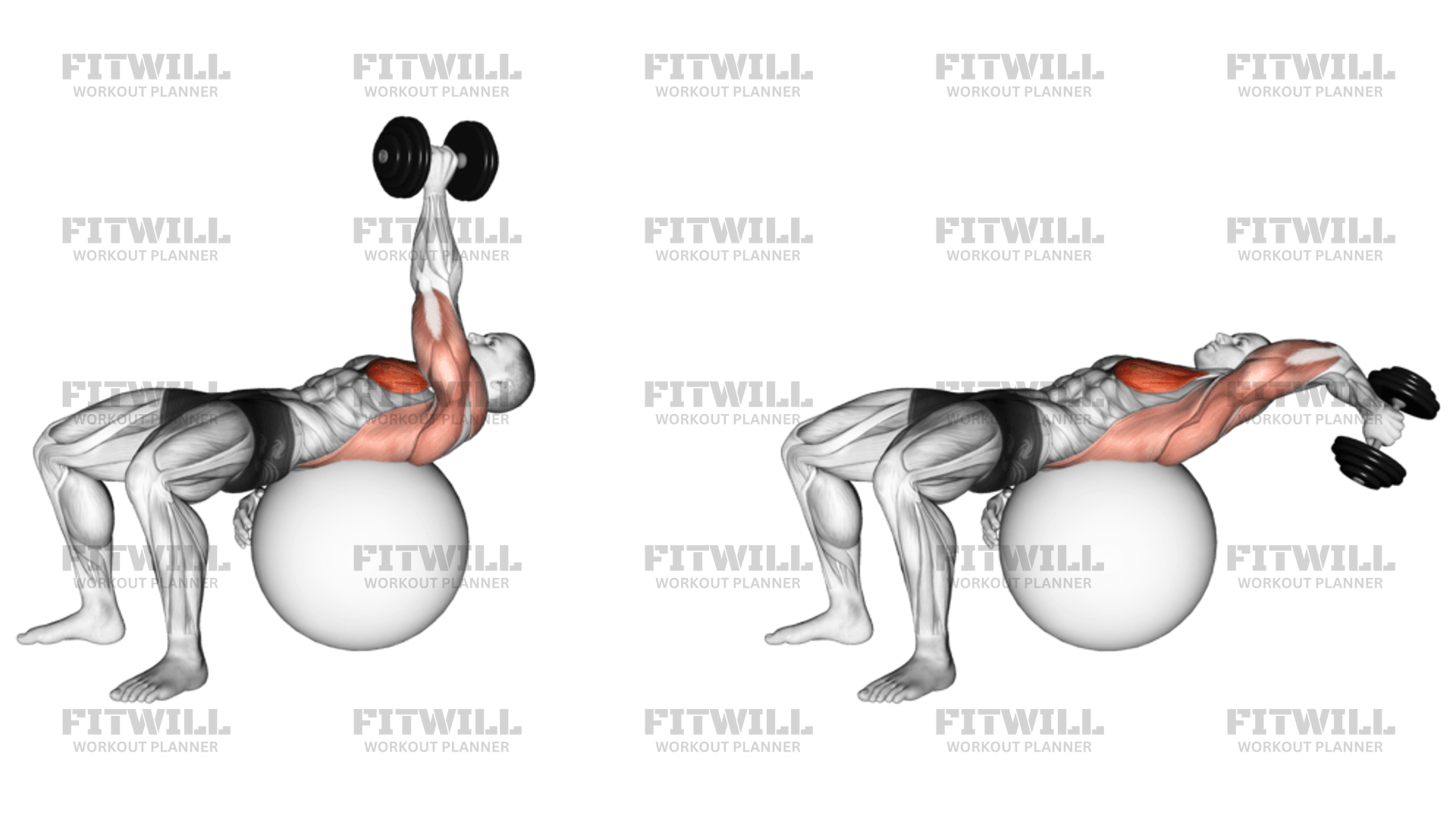 Dumbbell One Arm Pullover On Exercise Ball Exercise Guide Techniques Benefits How to Muscles Worked Tips Tricks Fitwill