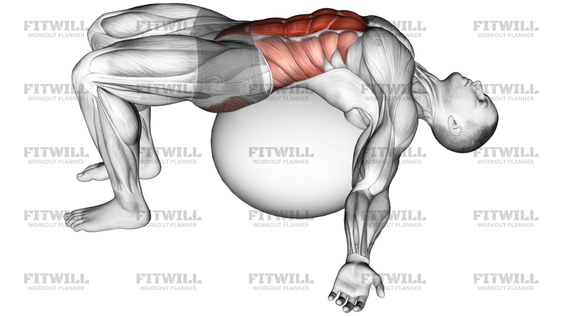 Exercise Ball Back Stretch: Exercise Guide, Techniques, Benefits, How ...
