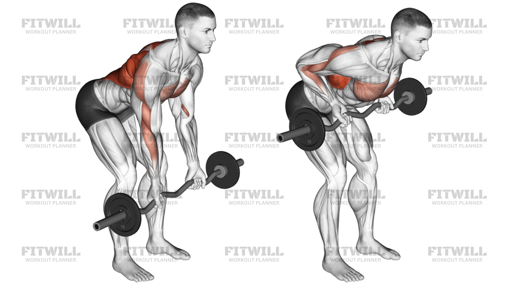 EZ Bar Reverse-Grip Bent-Over Row: Exercise Guide, Video, Techniques ...