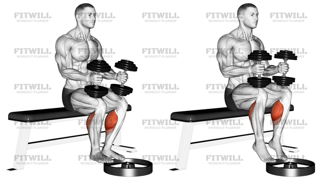 Dumbbell Seated Calf Raise