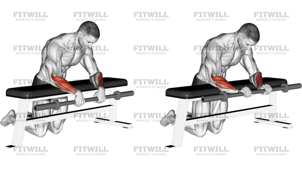 Barbell Palms Down Wrist Curl Over a Bench