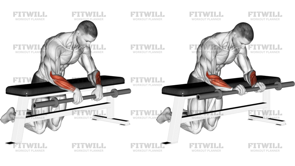 Barbell Palms Down Wrist Curl Over A Bench