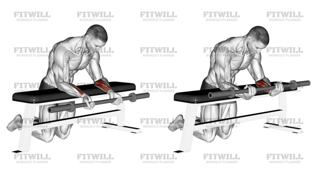 Barbell Palms Up Wrist Curl Over A Bench Exercise Guide Techniques Benefits How to Muscles Worked Tips Tricks Fitwill