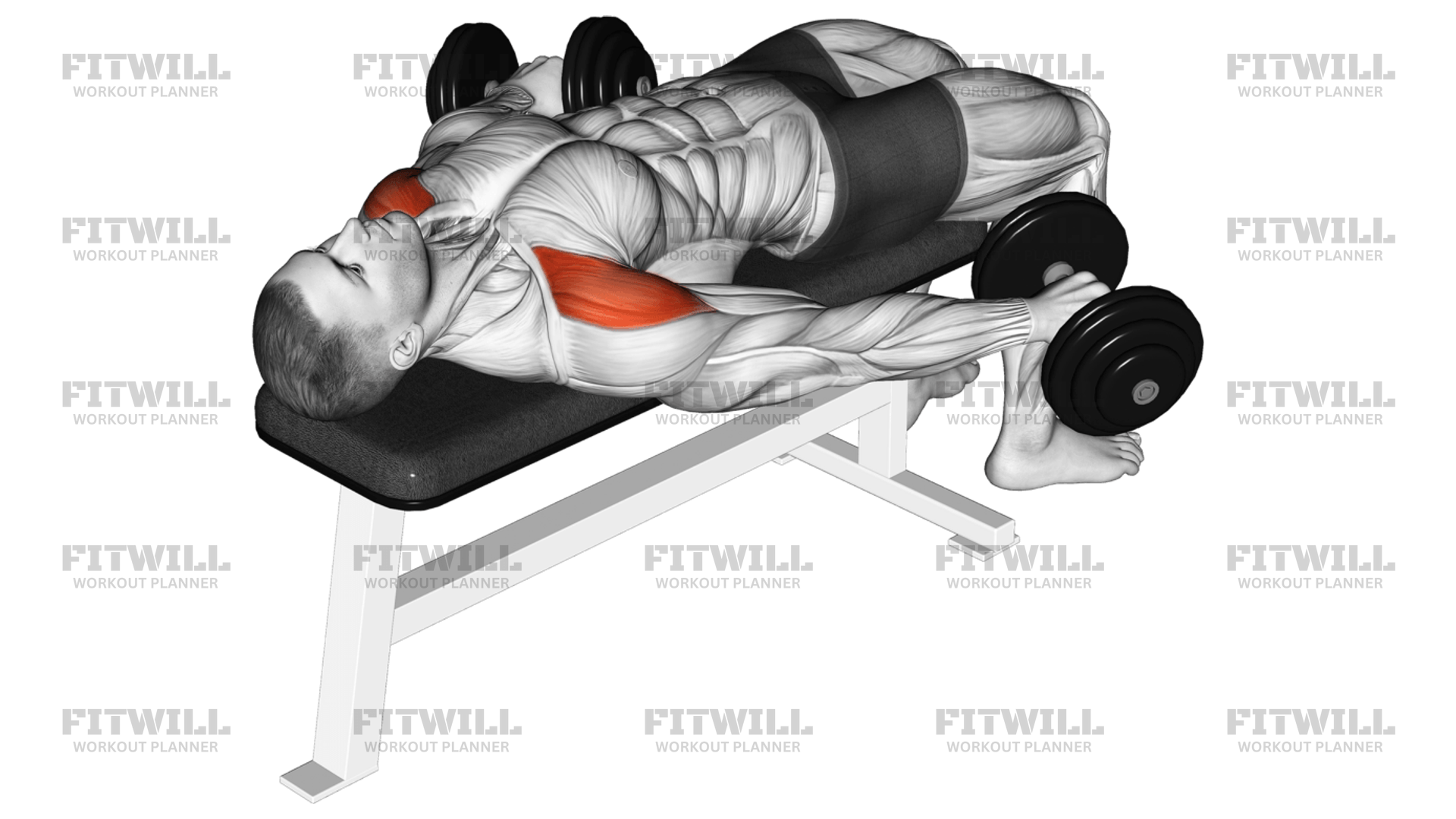 Dumbbell Lying Pronated Grip Maltese Hold Isometric Exercise Guide Techniques Benefits How to Muscles Worked Tips Tricks Fitwill