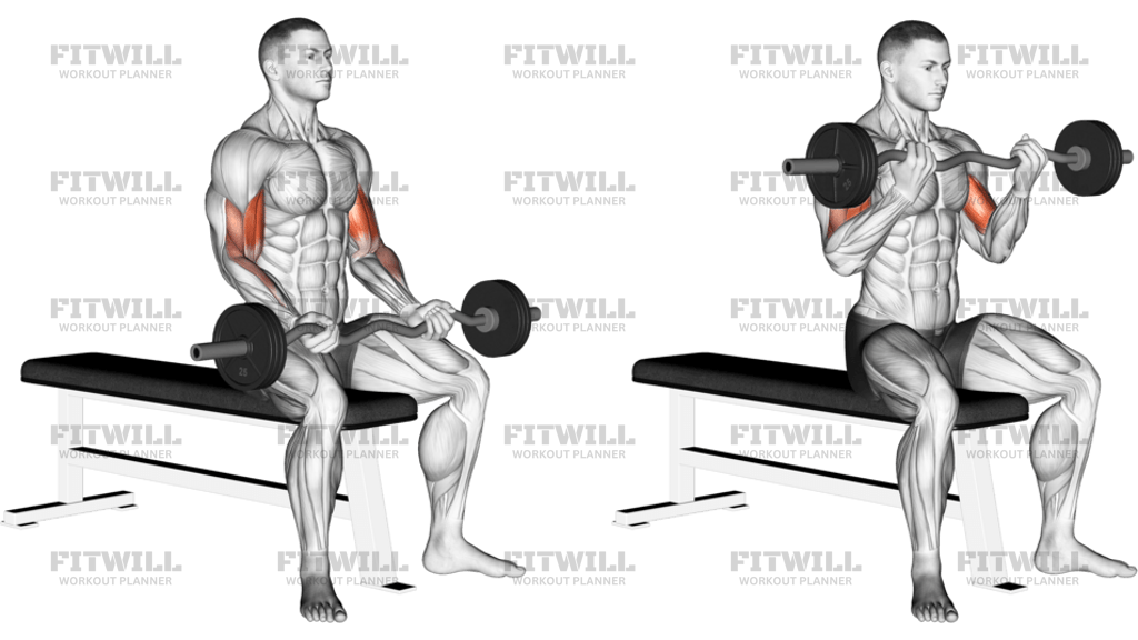 EZ Barbell Seated Curls
