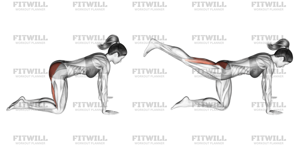 Straight Leg Kickback kneeling Exercise Guide Video Techniques Benefits How to Muscles Worked Tips Tricks Fitwill