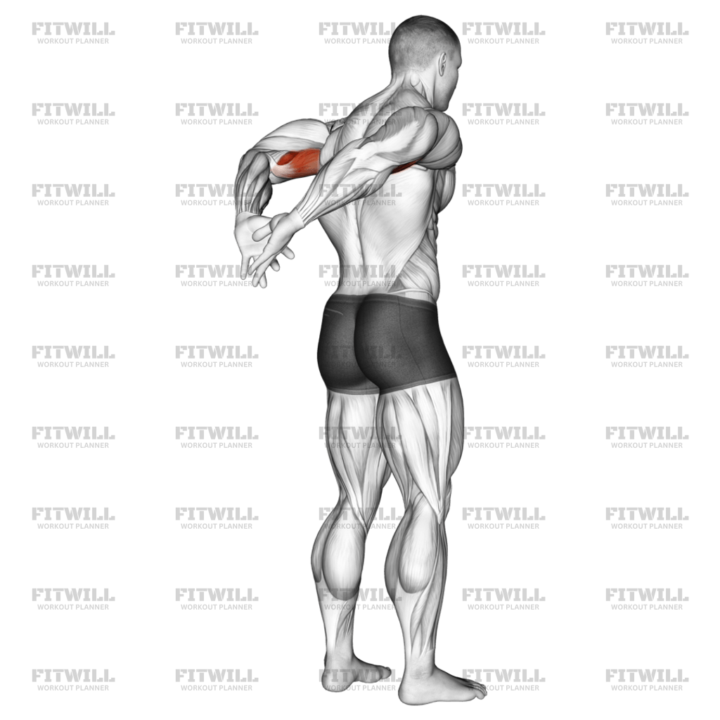 Back biceps hotsell