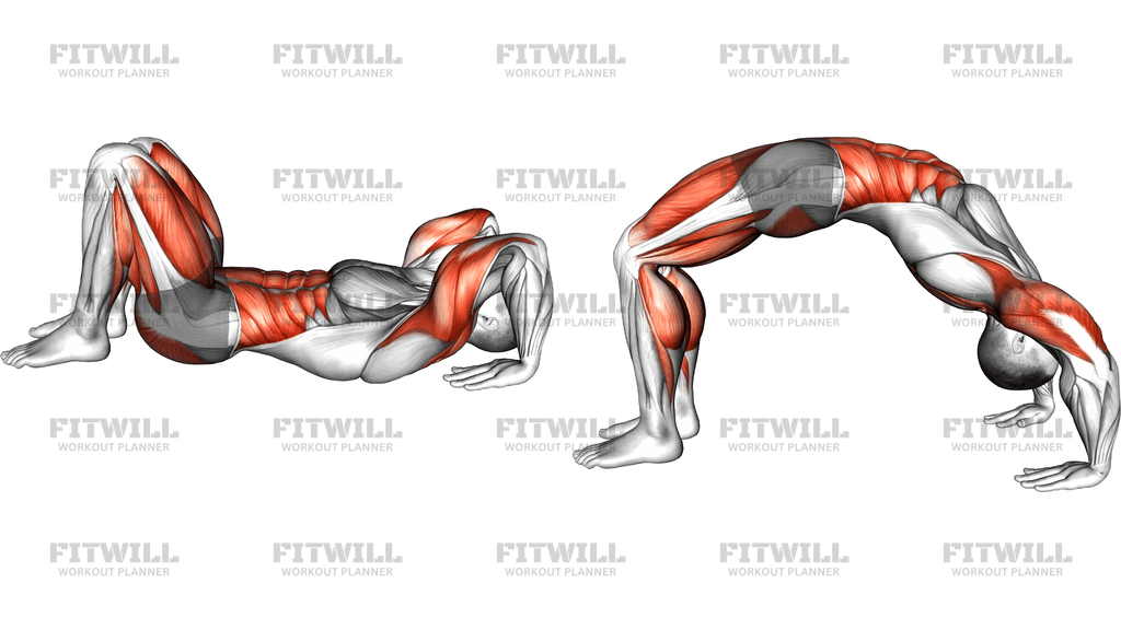 Wheel Pose Yoga Pose