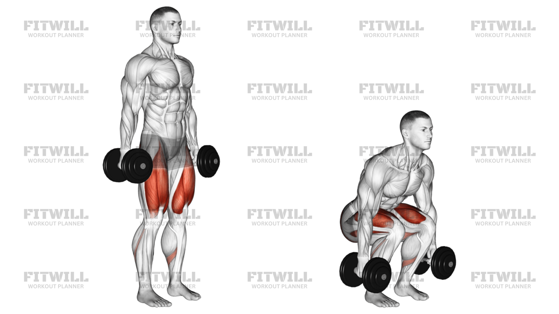 Dumbbell Squat Exercise Guide Video Techniques Benefits How to Muscles Worked Tips Tricks Fitwill