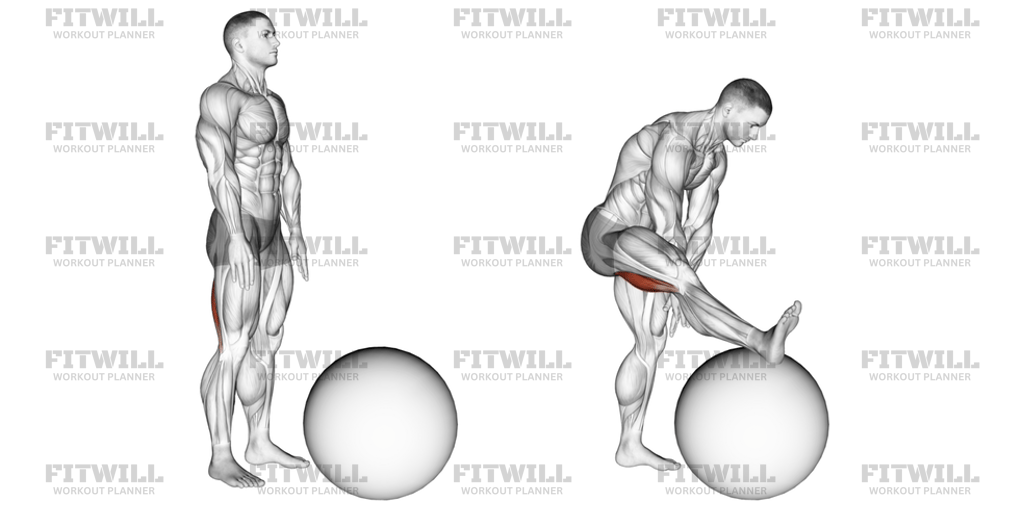 Standing Straight Leg Hamstring Contract Relax On Exercise Ball ...