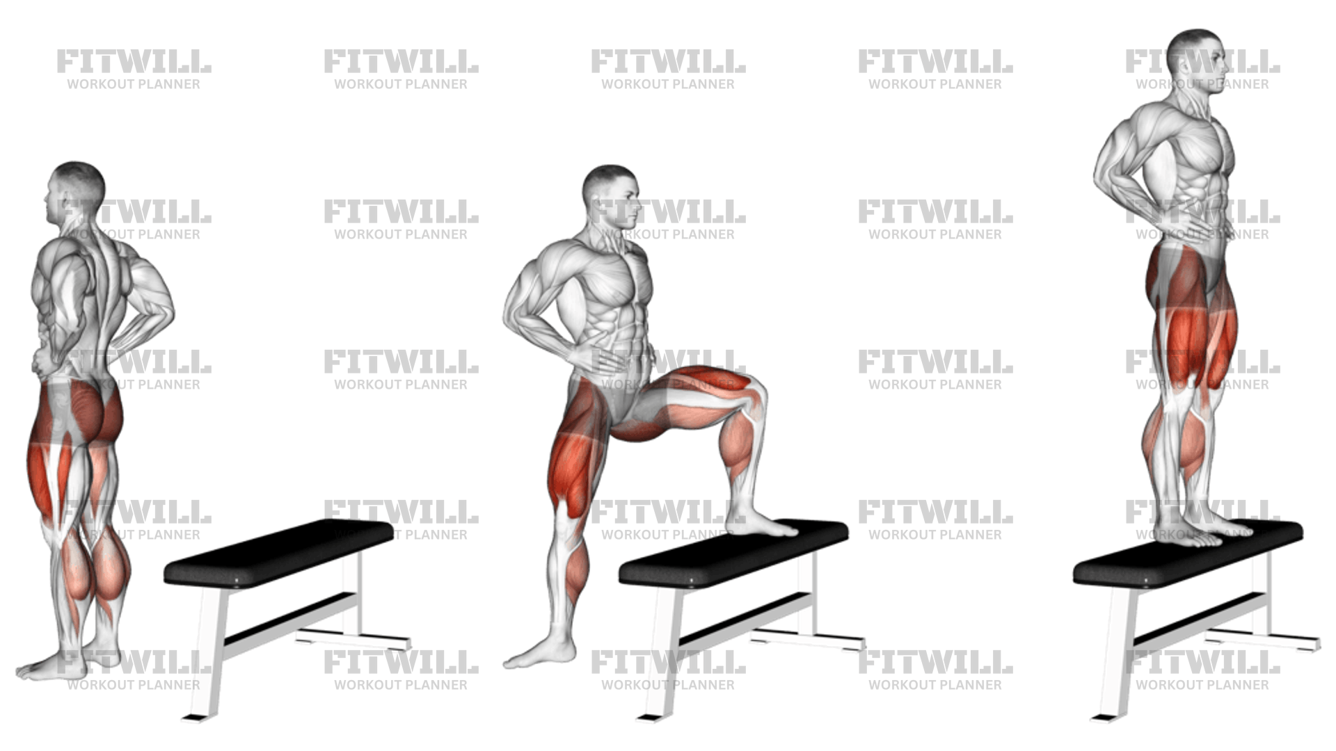 Transverse Step Up Exercise Guide Techniques Benefits How to Muscles Worked Tips Tricks Fitwill