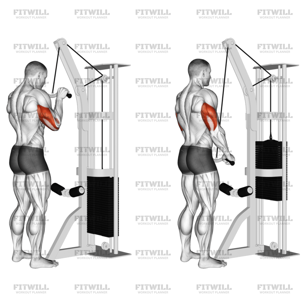 Cable EZ Bar Triceps Pushdown Exercise Guide Video Techniques Benefits How to Muscles Worked Tips Tricks Fitwill