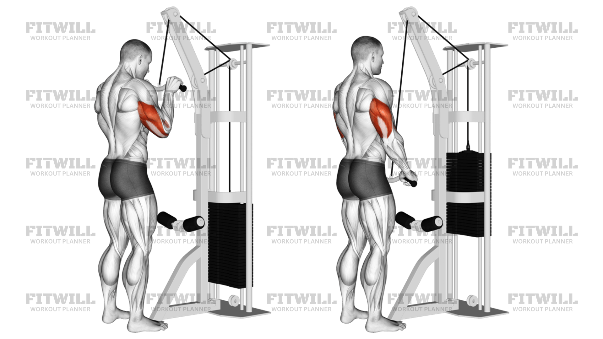 Cable EZ-Bar Triceps Pushdown: Exercise Guide, Video, Techniques ...