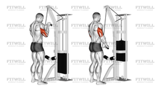 Cable EZ-Bar Triceps Pushdown