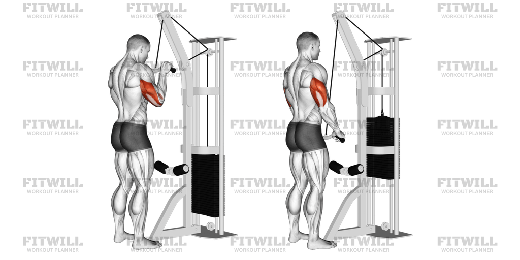 Cable EZ Bar Triceps Pushdown Exercise Guide Video Techniques Benefits How to Muscles Worked Tips Tricks Fitwill