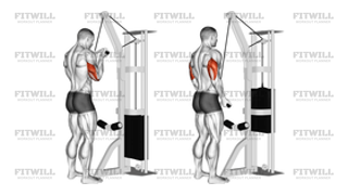 Cable Reverse-Grip Triceps Pushdown SZ-Bar