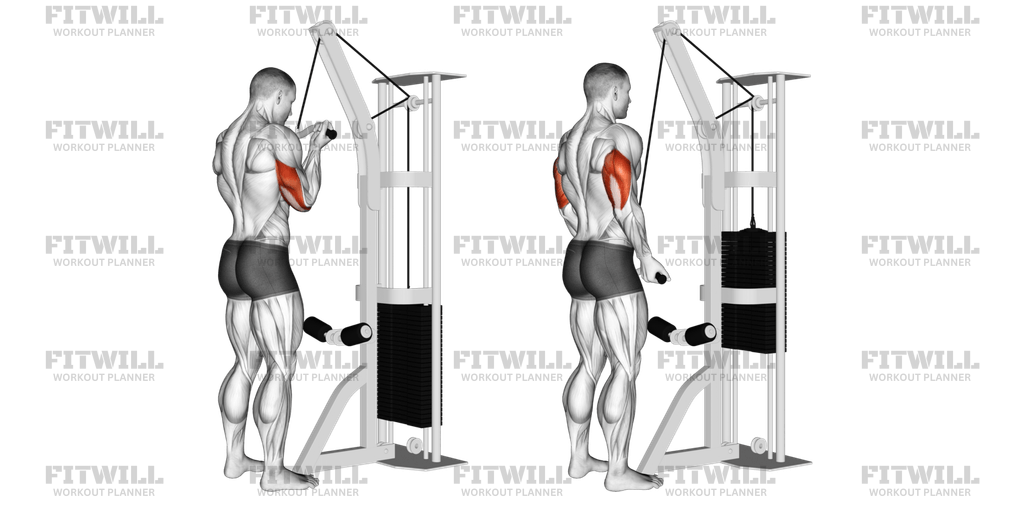 Cable Reverse Grip Triceps Pushdown SZ bar Exercise Guide Video Techniques Benefits How to Muscles Worked Tips Tricks Fitwill