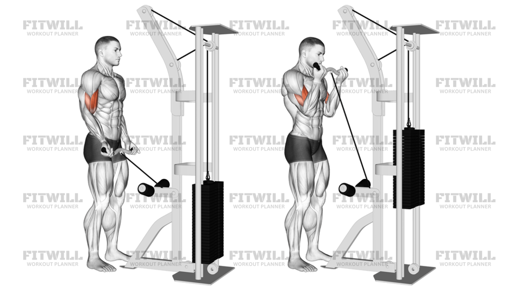 Cable EZ-Bar Biceps Curl