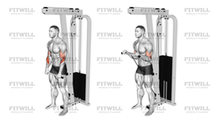 Cable Reverse-Grip Biceps Curl SZ-Bar