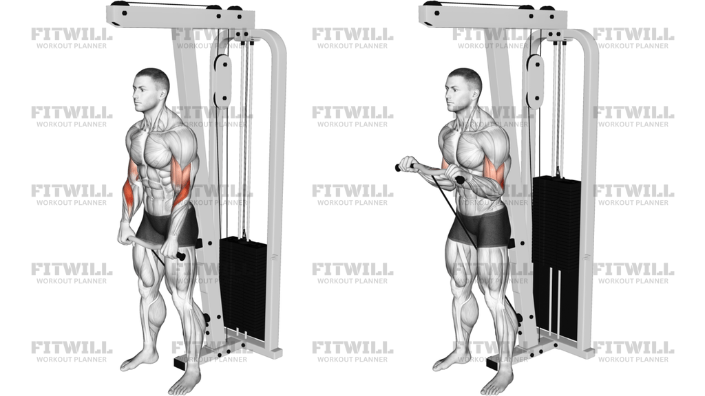Kabel Reverse-Grip Biceps Curl Med SZ-stang