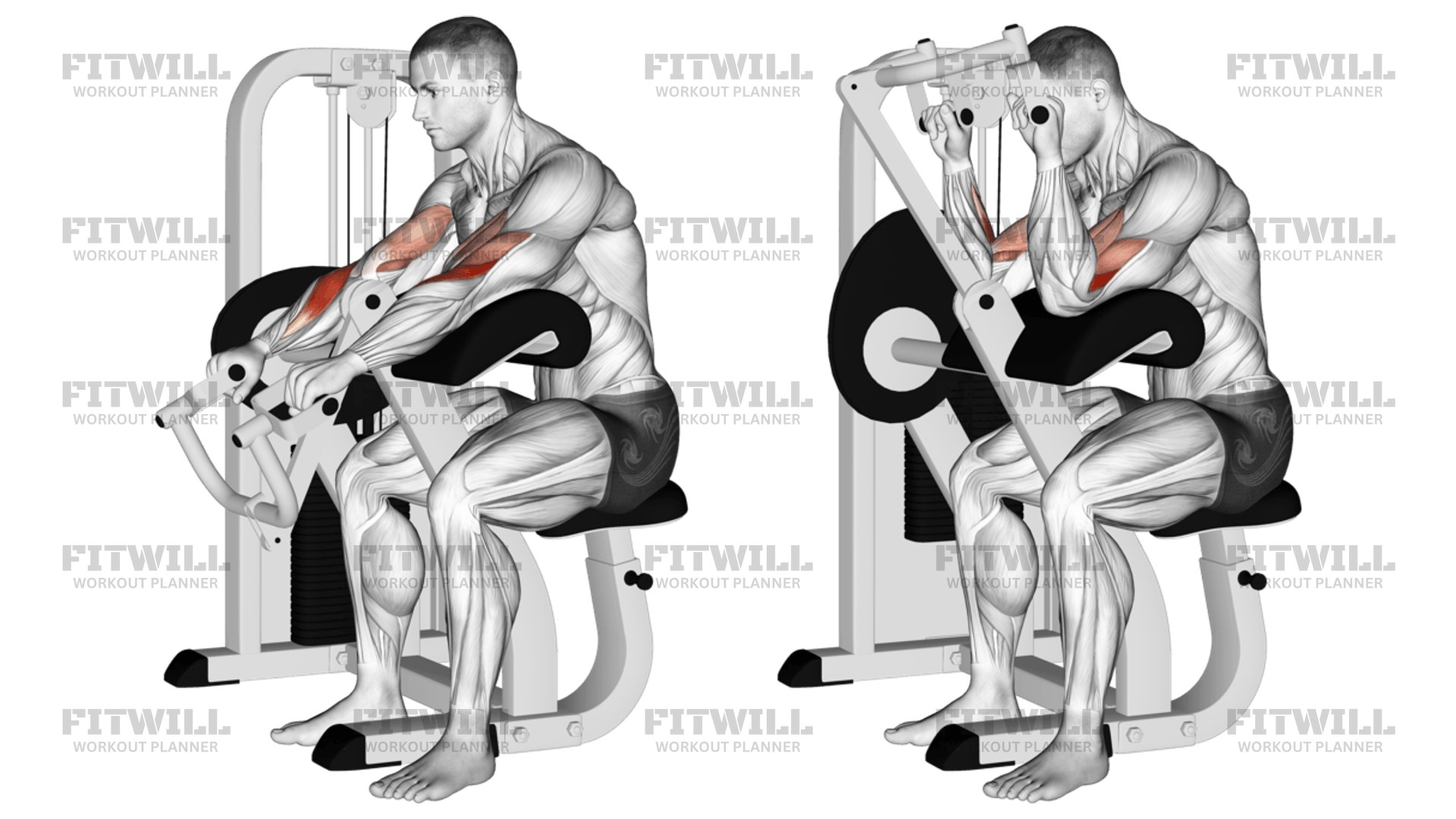 Lever Reverse Grip Preacher Curl Exercise Guide Techniques Benefits How to Muscles Worked Tips Tricks Fitwill