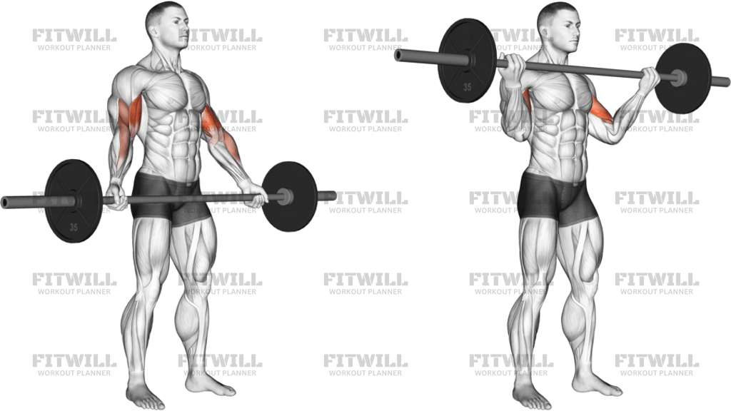 Barbell Standing Wide-Grip Biceps Curl