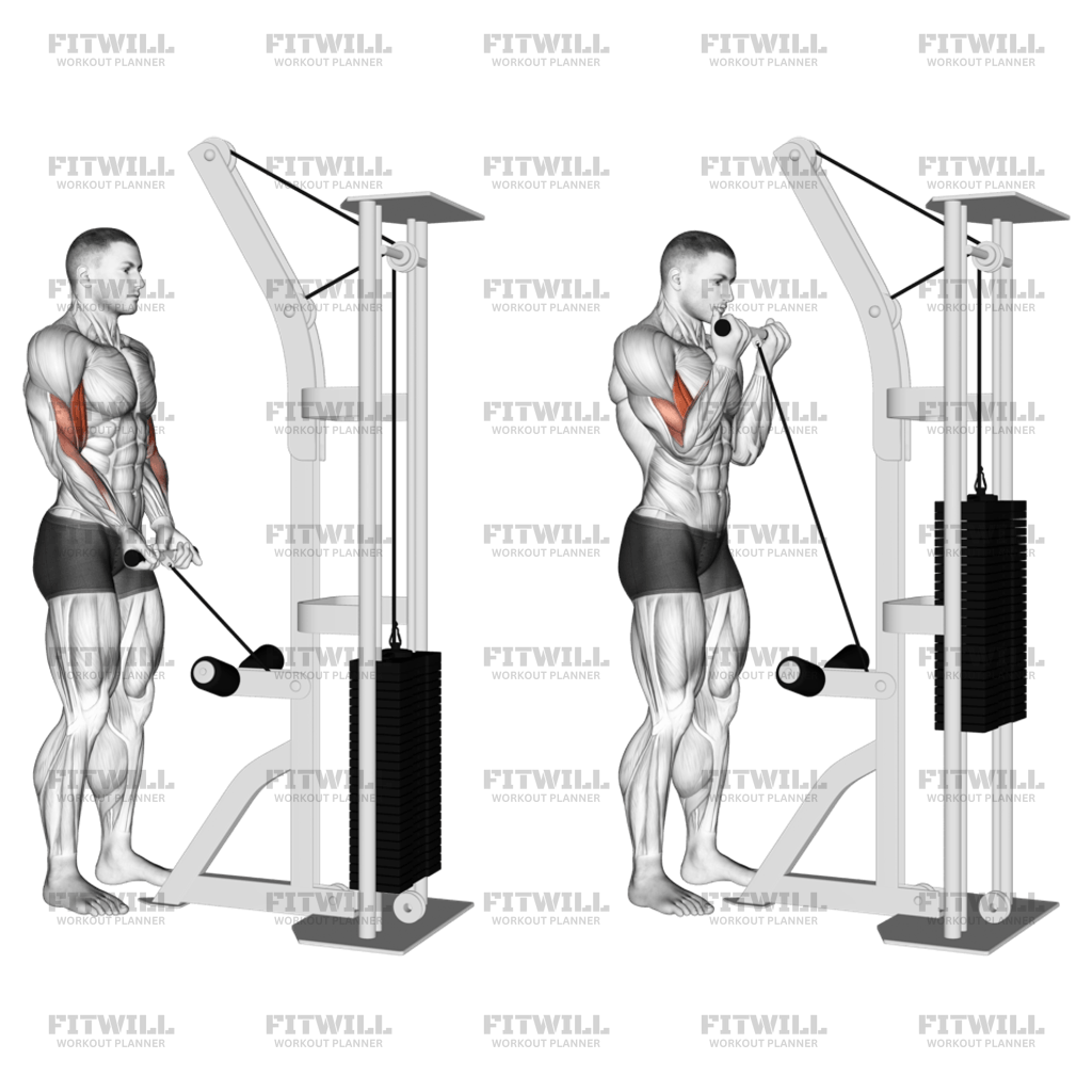Cable bar bicep curl hotsell