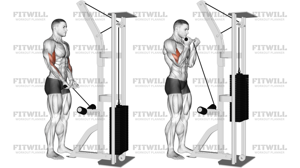 Cable Close-Grip Curl
