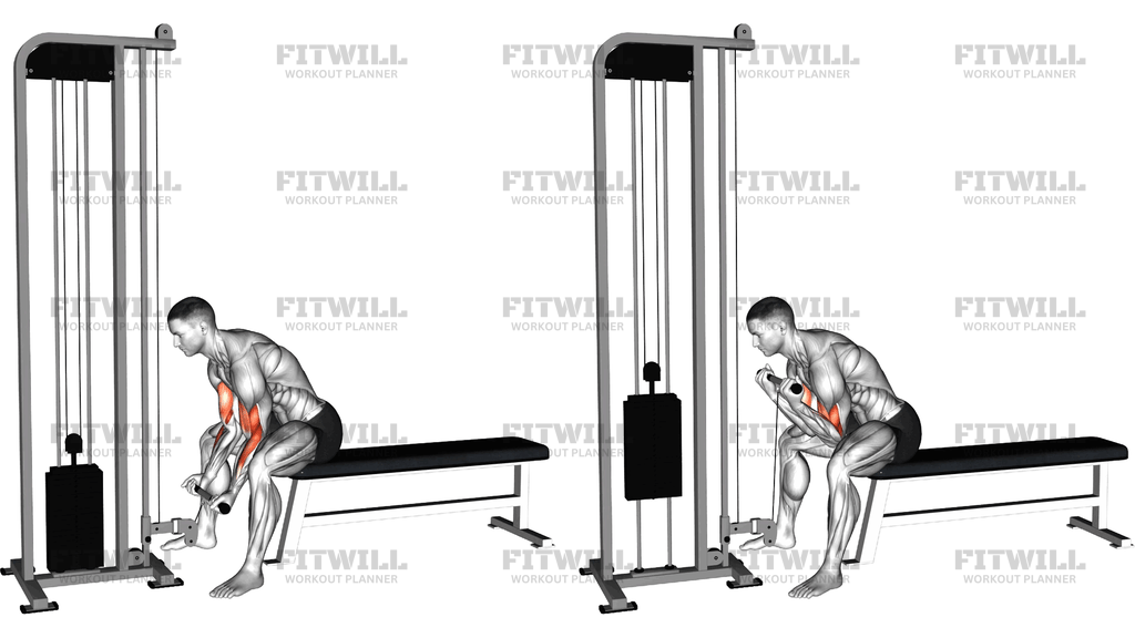 Cable Concentration Curl