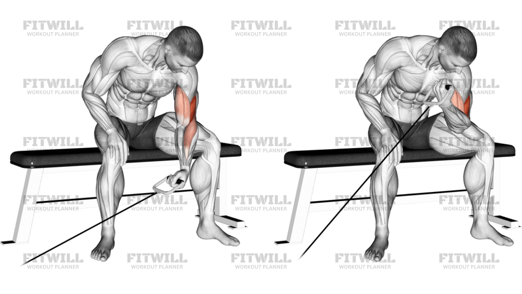 Cable Seated One-Arm Concentration Curl