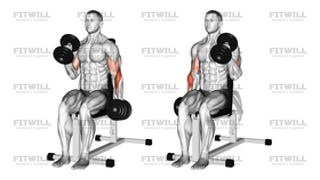 Dumbbell Alternate Seated Hammer Curl