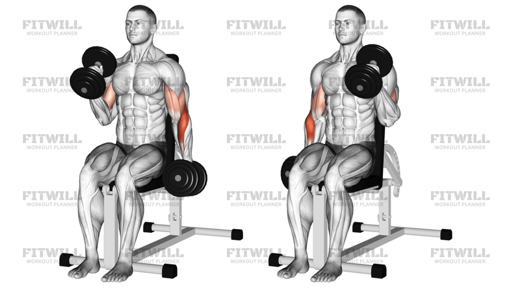 Dumbbell Alternate Seated Hammer Curl