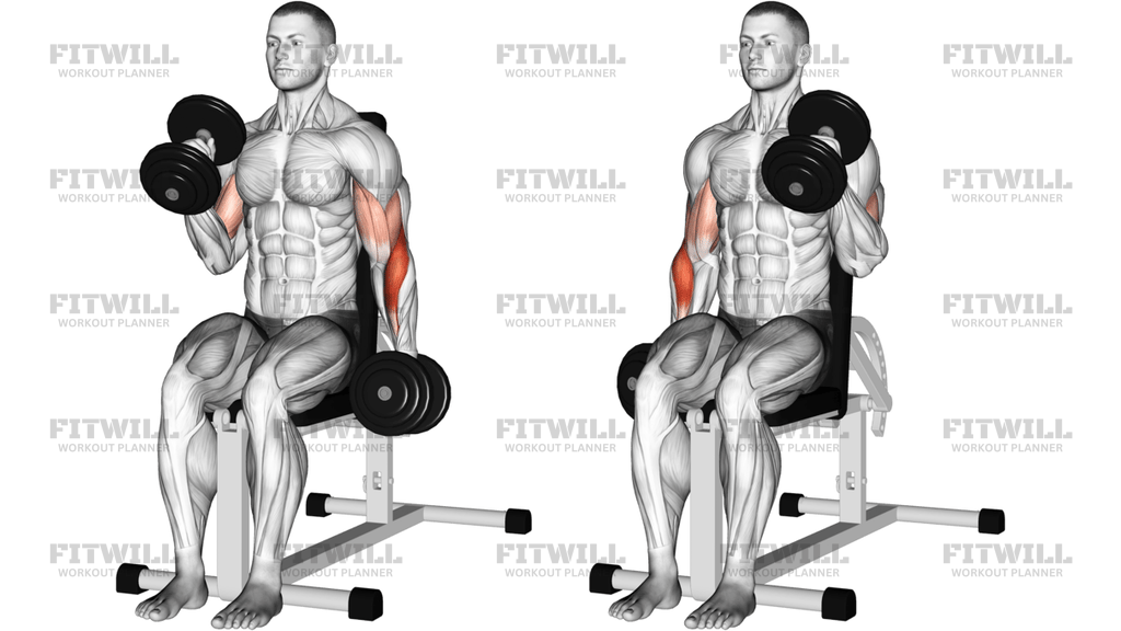 Dumbbell Alternate Seated Hammer Curl