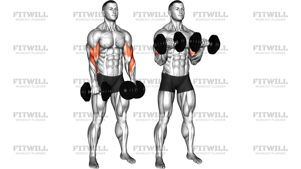 Dumbbell Biceps Curl Reverse