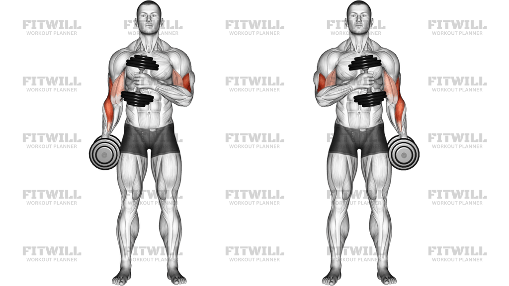 Dumbbell Cross Body Hammer Curl