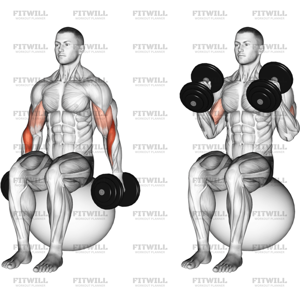 Dumbbell Hammer Curl On Exercise Ball: Exercise Guide, Techniques ...