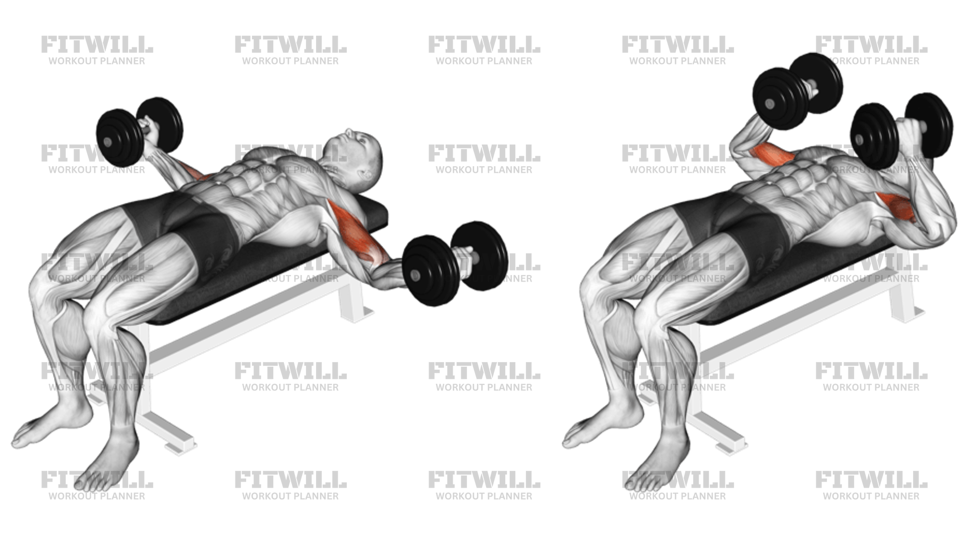 Dumbbell Lying Wide Curl Exercise Guide Techniques Benefits How to Muscles Worked Tips Tricks Fitwill
