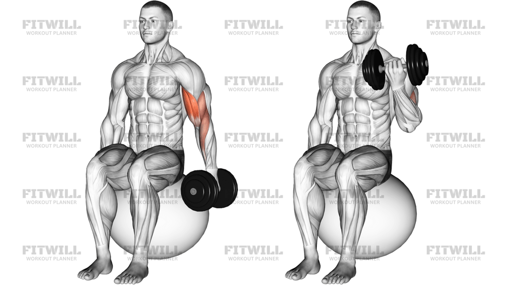 Dumbbell One-Arm Seated Bicep Curl On Exercise Ball