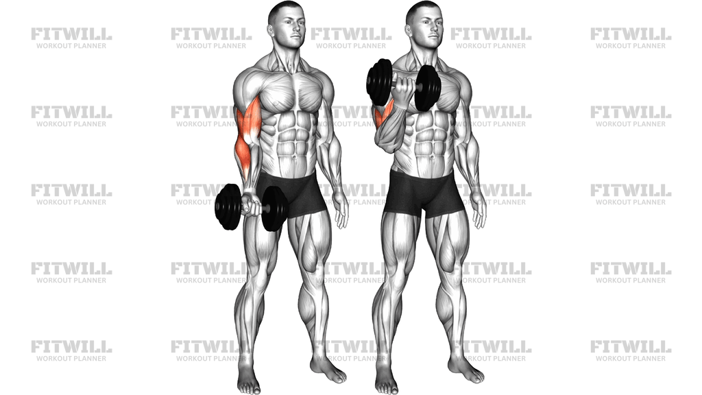 Dumbbell One-Arm Standing Curl