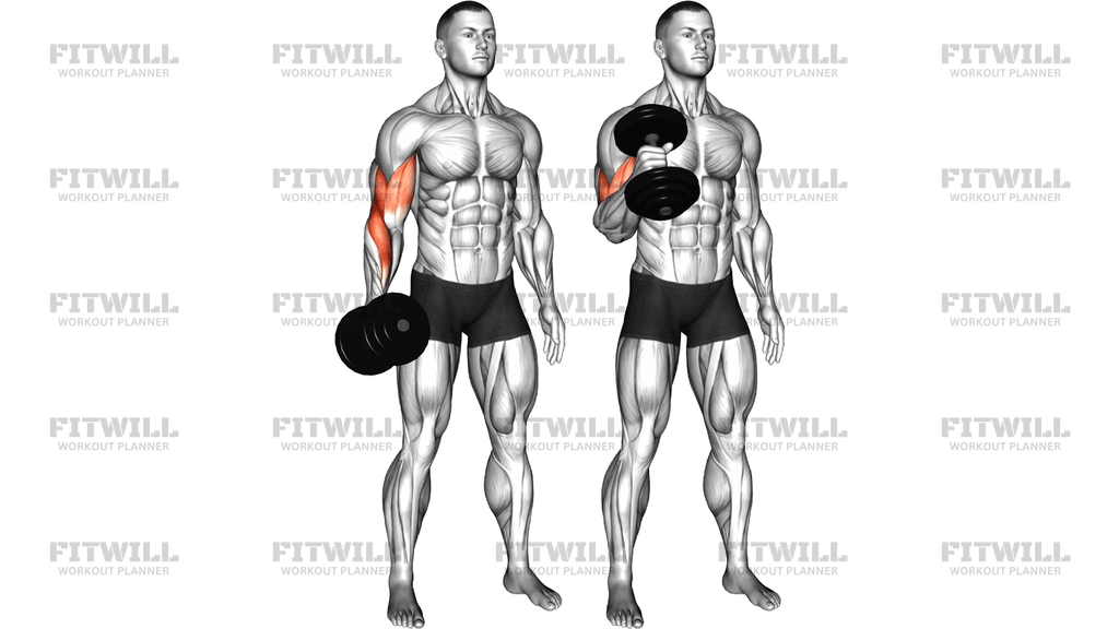 Dumbbell One-Arm Standing Hammer Curl
